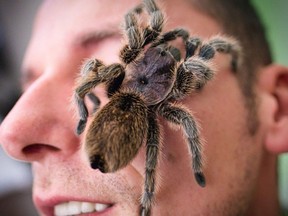 FILE: A Chilean rose tarantula (Grammostola rosea) rests on the face of a visitor at a giant spiders and insects exhibition in Hanover, northern Germany, on November 23, 2019.