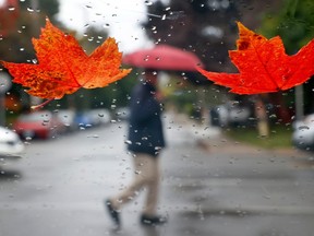 A man walks in the cold October rain on Bank Street in Ottawa Monday, Oct. 10, 2023.