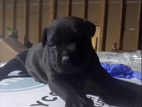 Undated photo of stolen Rottweiler-Pitbull puppy named Bella