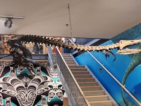 A reconstruction of a Puntledge River elasmosaur is shown at the Courtenay and District Museum and Palaeontology Centre in Courtenay, B.C. in this undated handout photo. The marine reptile that lived 80 million years ago could soon be designated as British Columbia's provincial fossil emblem after a five-year effort by local paleontology enthusiasts.