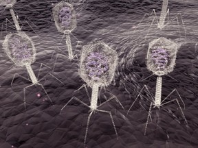 An up-close electron microscope style illustration of Bacteriophage Viruses infecting bacteria.