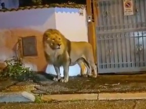 Lion on the loose