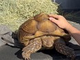 A sulcata tortoise named Frank the Tank is shown in this handout photo. Frank, who made headlines in October when he was found wandering a Richmond, B.C., bok choy field, went to a new home in B.C. on Monday, Nov. 27, 2023.
