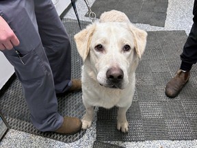 Twin, a two-year-old retriever mix, was on the run between Kingston and Amherstview for 17 days. He is back at the Kingston Humane Society and is in "surprisingly good" shape.