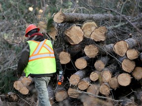 Trees cut down in Hunt Club forest