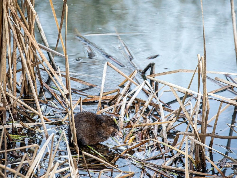 The wildlife were out in full force along Nepean Creek