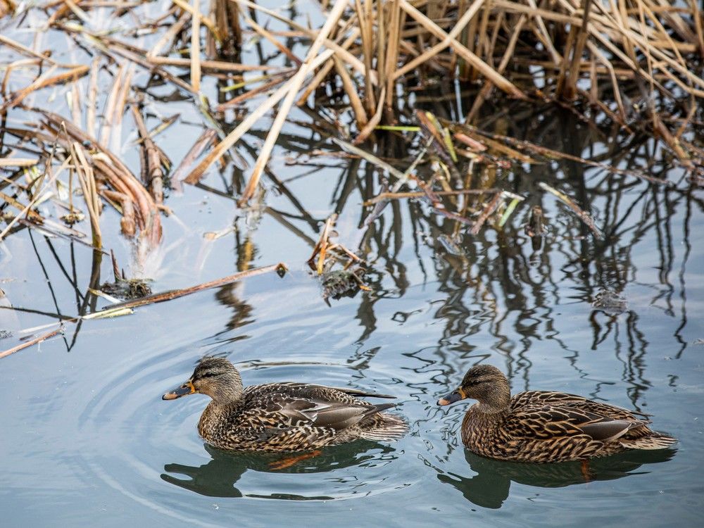 The wildlife were out in full force along Nepean Creek