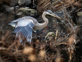 Ottawa Riverkeeper