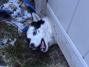 Firefighters rescued a dog who got stuck under a fence in Stittsville Friday afternoon