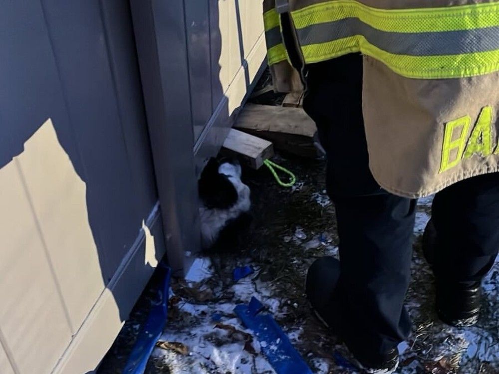 Firefighters rescued a dog who got stuck under a fence this afternoon in Stittsville.