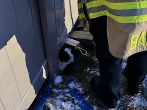 Fashion News Firefighters rescued a dog who got stuck under a fence this afternoon in Stittsville.
