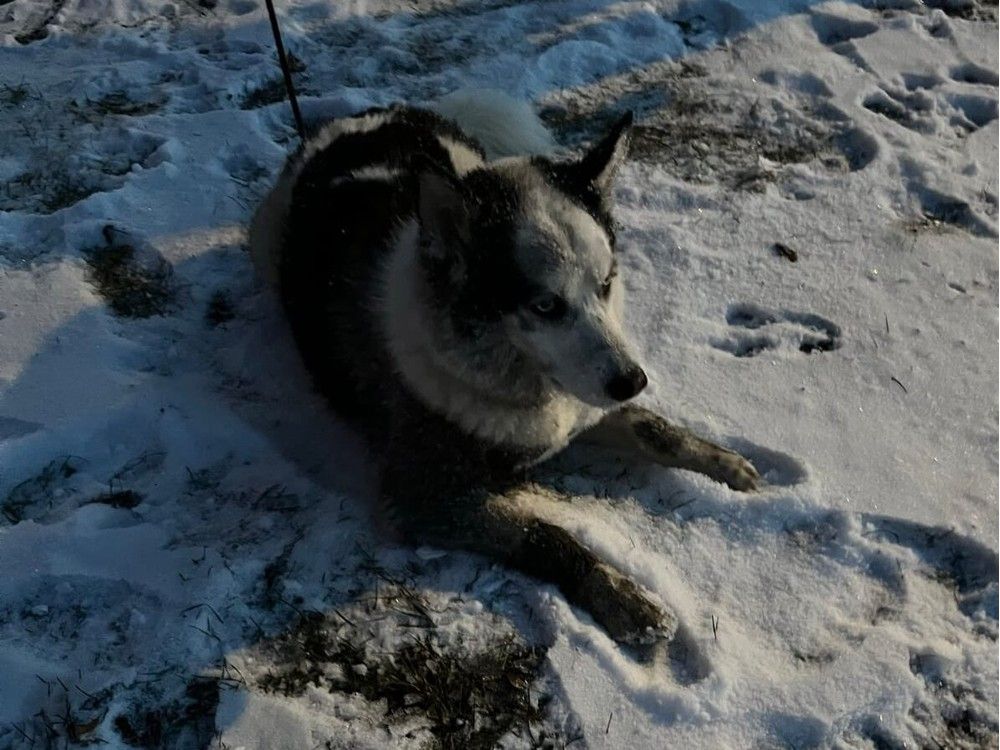 Firefighters rescued a dog who got stuck under a fence