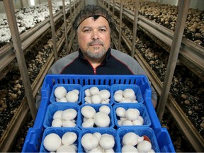 Mushroom farmer Mike Medeiros
