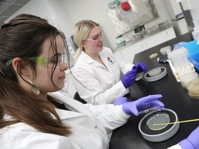 Carleton University students and their counterparts all over the world are in the global hunt for soil bacteria that may help produce new antibiotics.