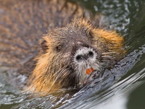 The Nutria or myocastor coypus can damage crops, endanger marshes, and weaken dams and levees.