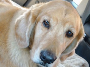 Brody, the 10-year-old golden retriever, died after falling through the ice near his home in Joly Township.