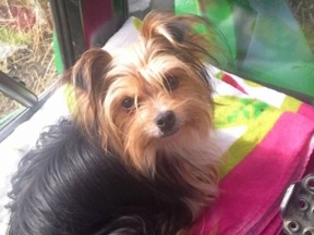 Zeva, a Yorkie who went missing near Dawson Creek, B.C., in April 2022 and who was later adopted by another family under the name Delilah.