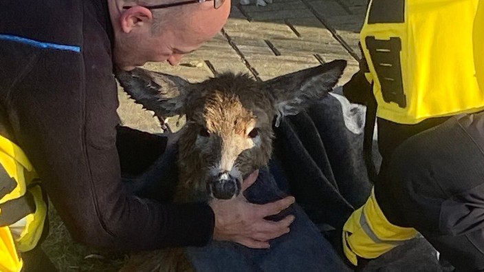 Firefighters rescue young deer from icy Rideau River