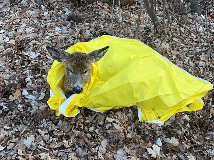  A deer rests after being rescued from an icy river in the city’s east end.