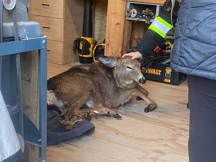  A deer rests in a police officer’s shed after being rescued from an icy river in the city’s east end.
