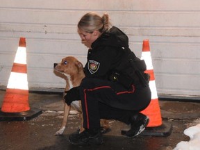 An Ottawa police officer comforts one of the dogs and the scene of the Cumberland Street apartment building fire on Sunday, Jan. 14, 2024. Jean Lalonde, Ottawa Fire Services