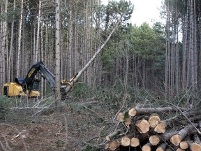 Pines cut down in Hunt Club forest