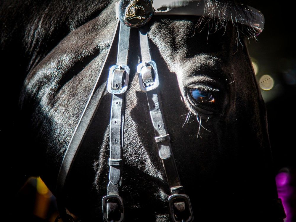 Royal Canadian Mounted Police Musical Ride