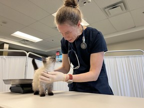 OHS veterinarian Dr. Mary Thompson examines a kitten at an OHS wellness clinic.  SUPPLIED PHOTOS