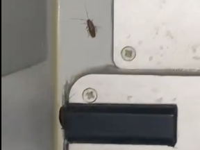 A video posted to X shows creepy crawlies on a plane from the Indian airline IndiGo.