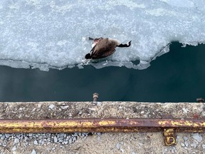 A sick or dead bird is seen near the shore of Lake Ontario around the Front Road and Cataraqui Bay area on Friday, Feb. 2.