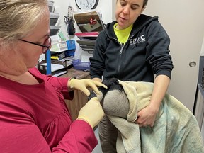 Leah Birmingham, Sandy Pines Wildlife Centre's medical director, and Sandy Pines staff member Adriana Larios examine a Canada goose brought into the wildlife centre in Napanee on Saturday, Dec. 9, 2023.