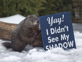 Shubenacadie Sam looks around after emerging from his burrow at the wildlife park in Shubenacadie, N.S. on Groundhog Day