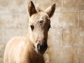 March 18, 2024: Baby Ojibwe spirit horse that was born last week at Madahoki Farm