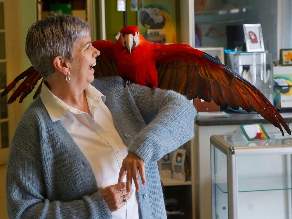Judy Tennant, owner of Parrot Partners Canada, poses for a photo with KoKo Red, a Scarlet Macaw, in Carleton Place Friday. 