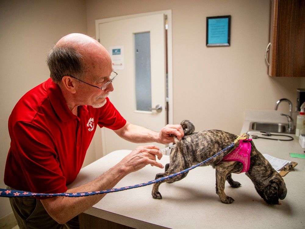 Dog getting vaccinated