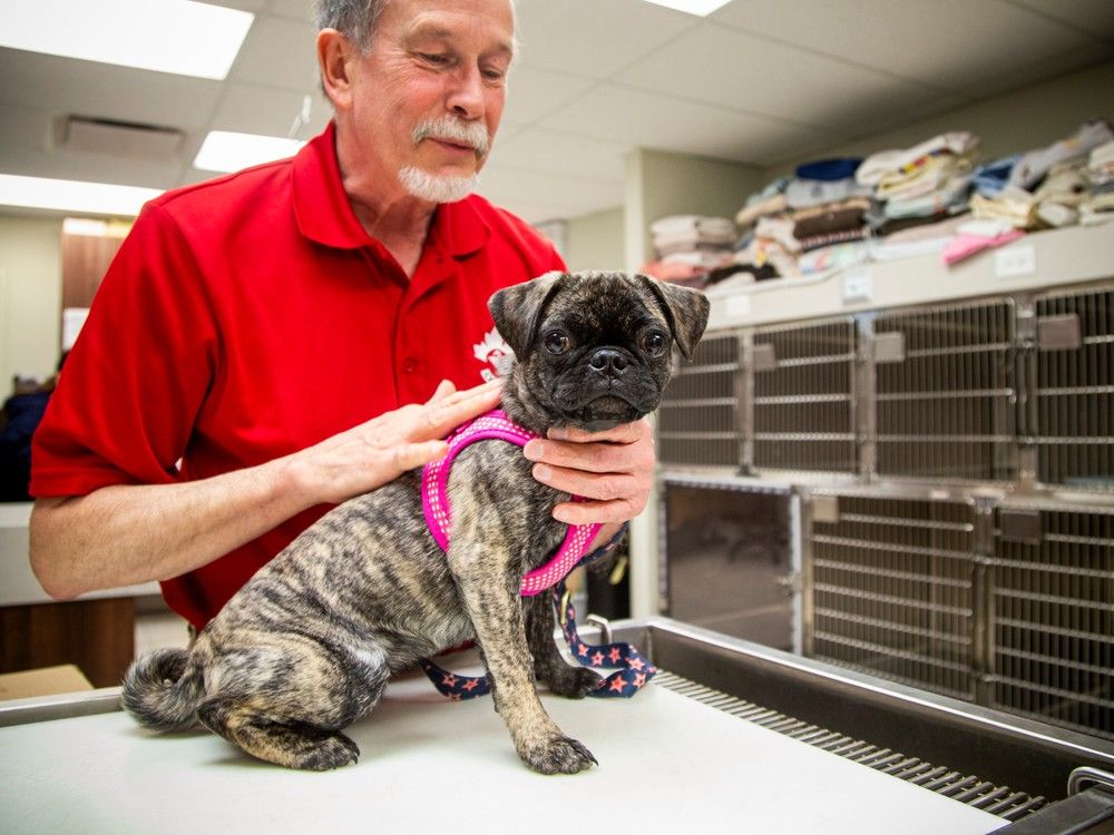 OTTAWA --  Dr. Tim Arthur, president-elect of the Canadian Veterinarian Medical Association, is deeply concerned about the shortage of vets in Canada and the rising costs of pet ownership in Canada. Dr. Arthur was photographed with a new client, Winnie a brindle pug puppy, at the Billings Bridge Animal Hospital Tuesday, April 23, 2024.