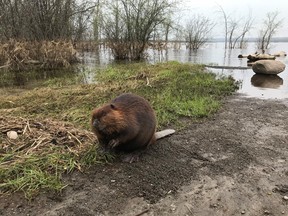 A beaver by the shore