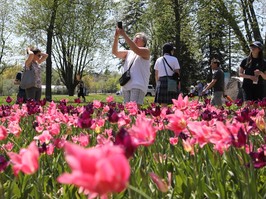 Each May, visitors flock to Dow's Lake and elsewhere in Ottawa to take in the tulip displays.