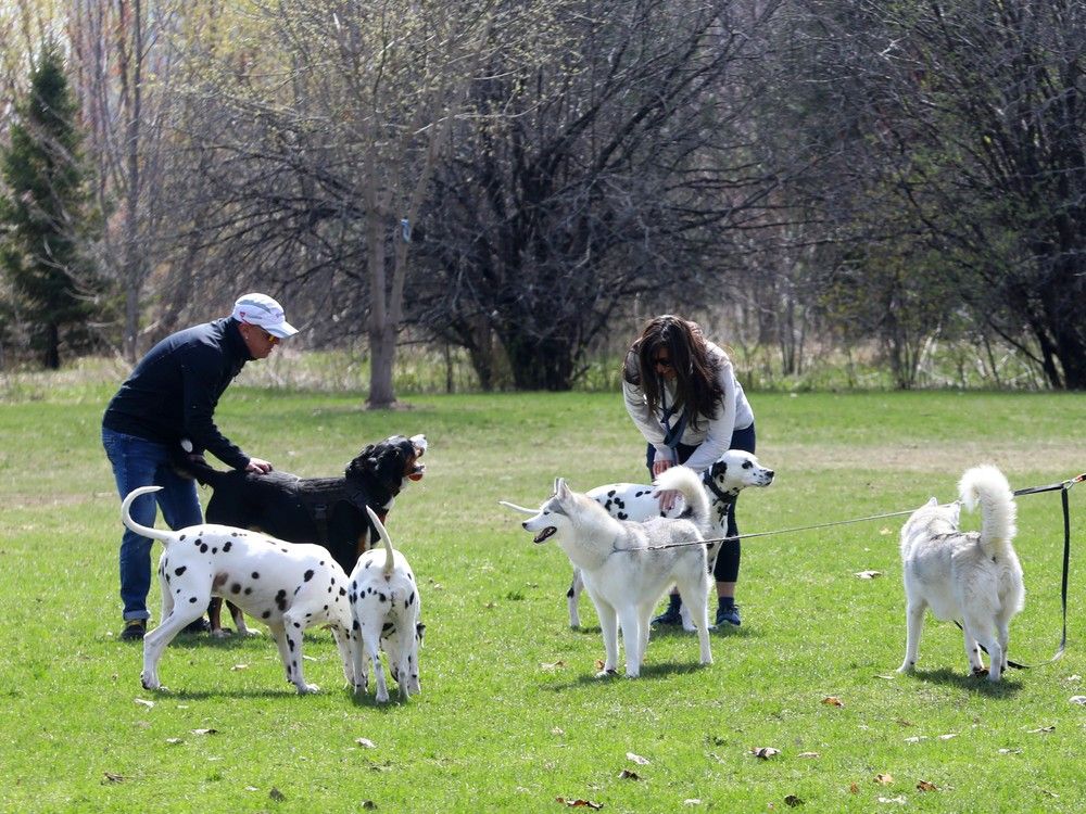 Dog meetup in Stanley Park