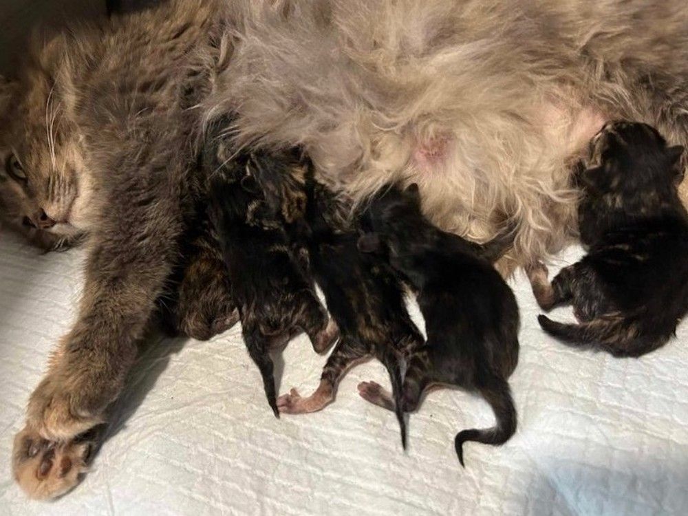 Athena the Airport Cat with her five kittens