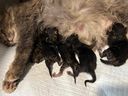Athena the Airport Cat with her five kittens