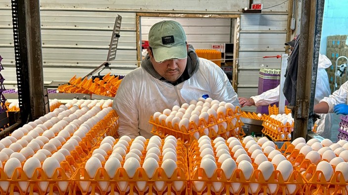 Canadian officials consider 'pre-pandemic' vaccines for H5N1 bird flu