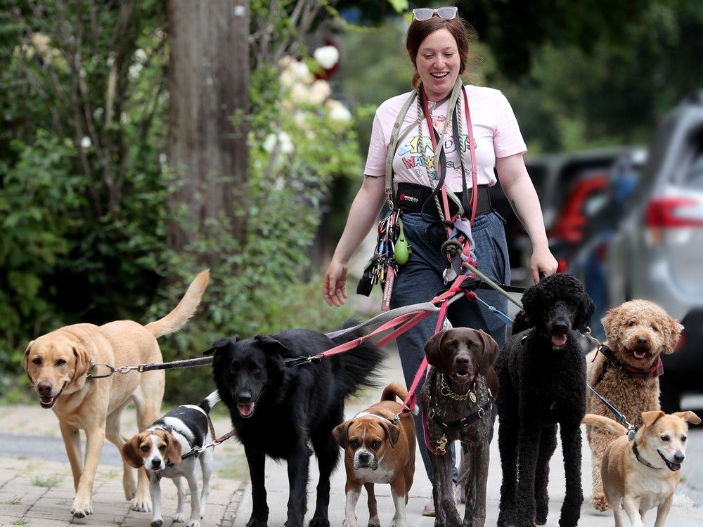 Animal instinct: How will cats, dogs, birds and bees react to eclipse ...