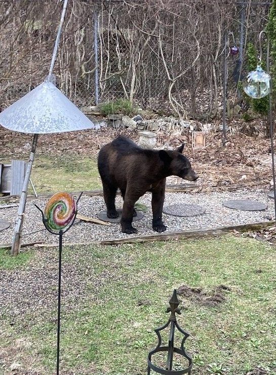 A bear visited backyards near Bell High School in April 2023. 