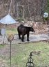 A bear visited backyards near Bell High School in April 2023.