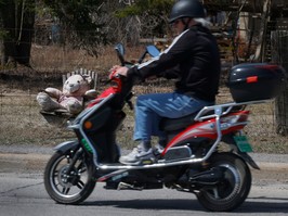 bear and biker by road