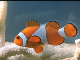 clown fish