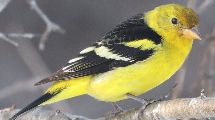 A rare bird was spotted in Ottawa for the first time. It hit a window