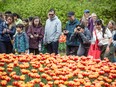 Crowds watch the tulips blooming near Dow's Lake
