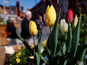 The ByWard Market in Ottawa in early May